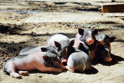 Dogs relaxing on sand