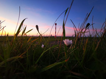 Close-up of grass growing on field against sky during sunset