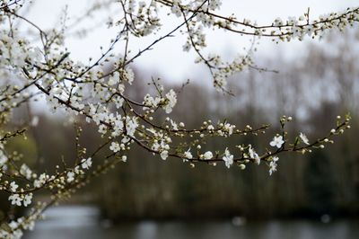 Close-up of cherry blossom tree