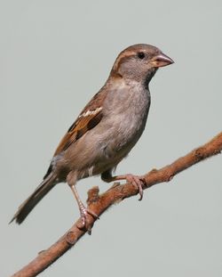 House sparrow on a branch