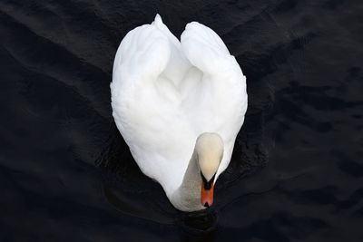 High angle view of swan swimming in lake