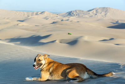 Cat on sand dune in desert