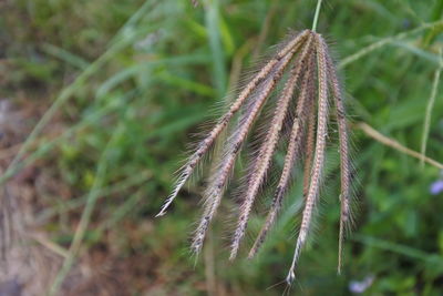 Close-up of flower growing on land