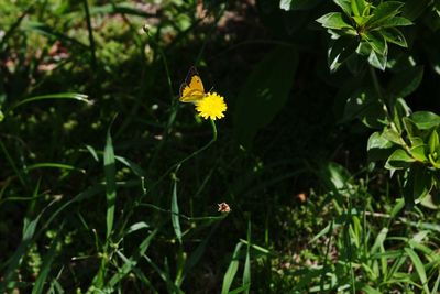 Close-up of yellow flower on plant