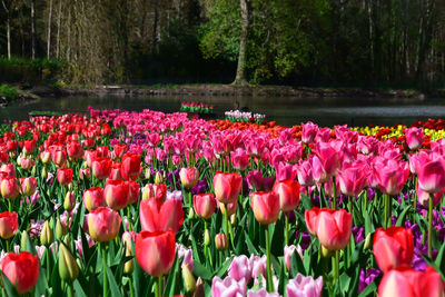 Close-up of pink tulips in park
