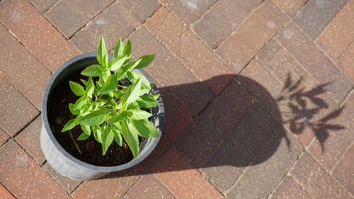 High angle view of potted plant