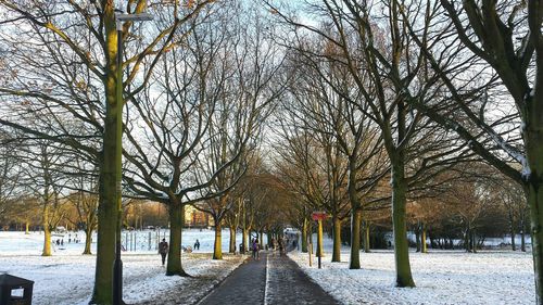 Bare trees in park during winter