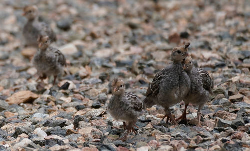Close-up of quails on rock