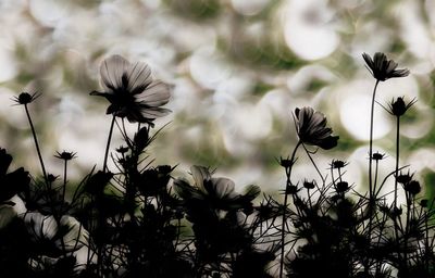 Close-up of flowers against blurred background