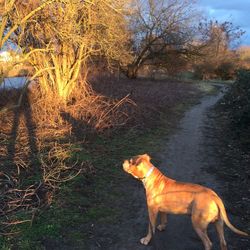 Dog standing on field