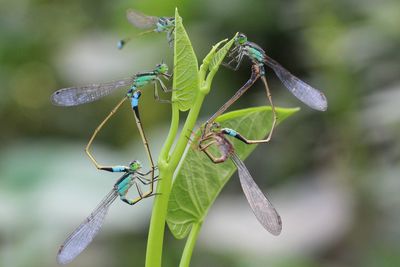 Close-up of damselfly on leaf