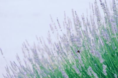 Close-up of insect on purple flower