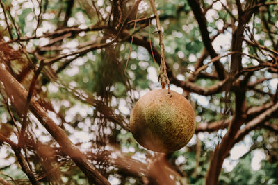 Low angle view of fruits on tree