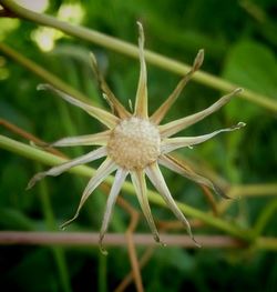 Close-up of flower blooming outdoors