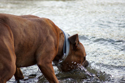 Side view of horse in sea