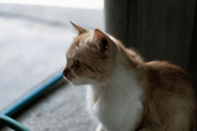 Close-up of a cat looking away