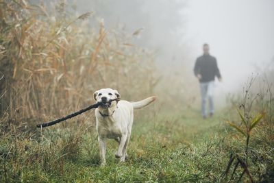 Mid adult man with dog walking on grassy field during foggy weather