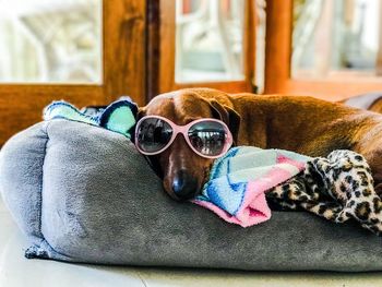 Close-up portrait of dog with sunglasses resting at home