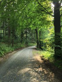 Road amidst trees in forest