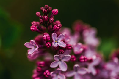 Close-up of pink flowering plant