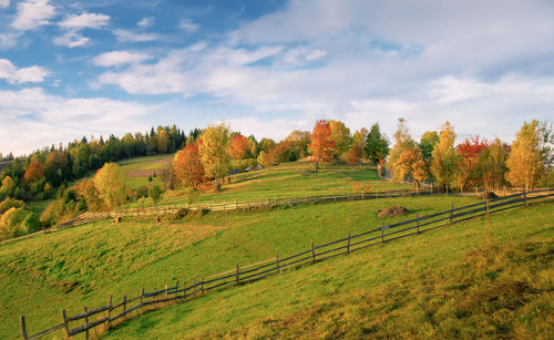 Scenic view of trees on field against sky