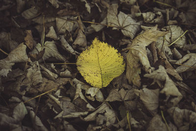 Close-up of yellow maple leaves