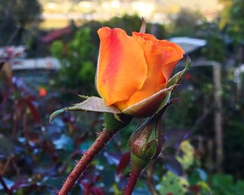 Close-up of orange flower blooming outdoors