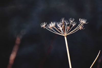 Close-up of dried cow parsnip flowers