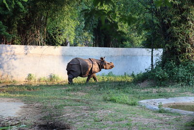 The indian rhinoceros rhinoceros unicornis, also called the greater one-horned rhinoceros. sun beam