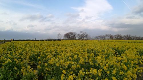 Scenic view of oilseed rape field against sky