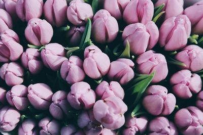 Full frame shot of pink tulips