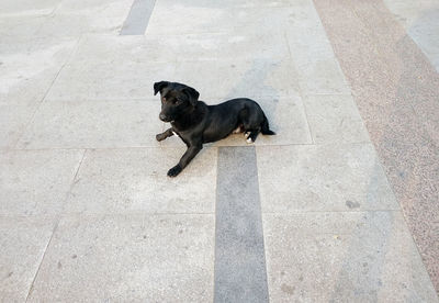 High angle view of dog standing on concrete floor