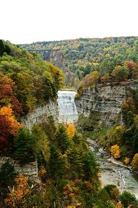 Scenic view of trees