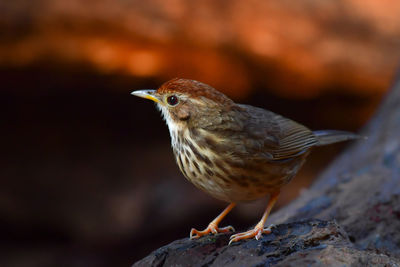 Close-up of bird perching on rock