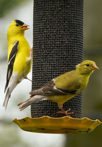 Fine yellow goldfinch on the feeder.
