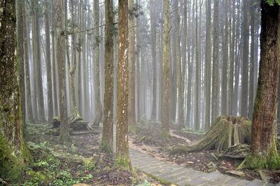 View of trees in forest