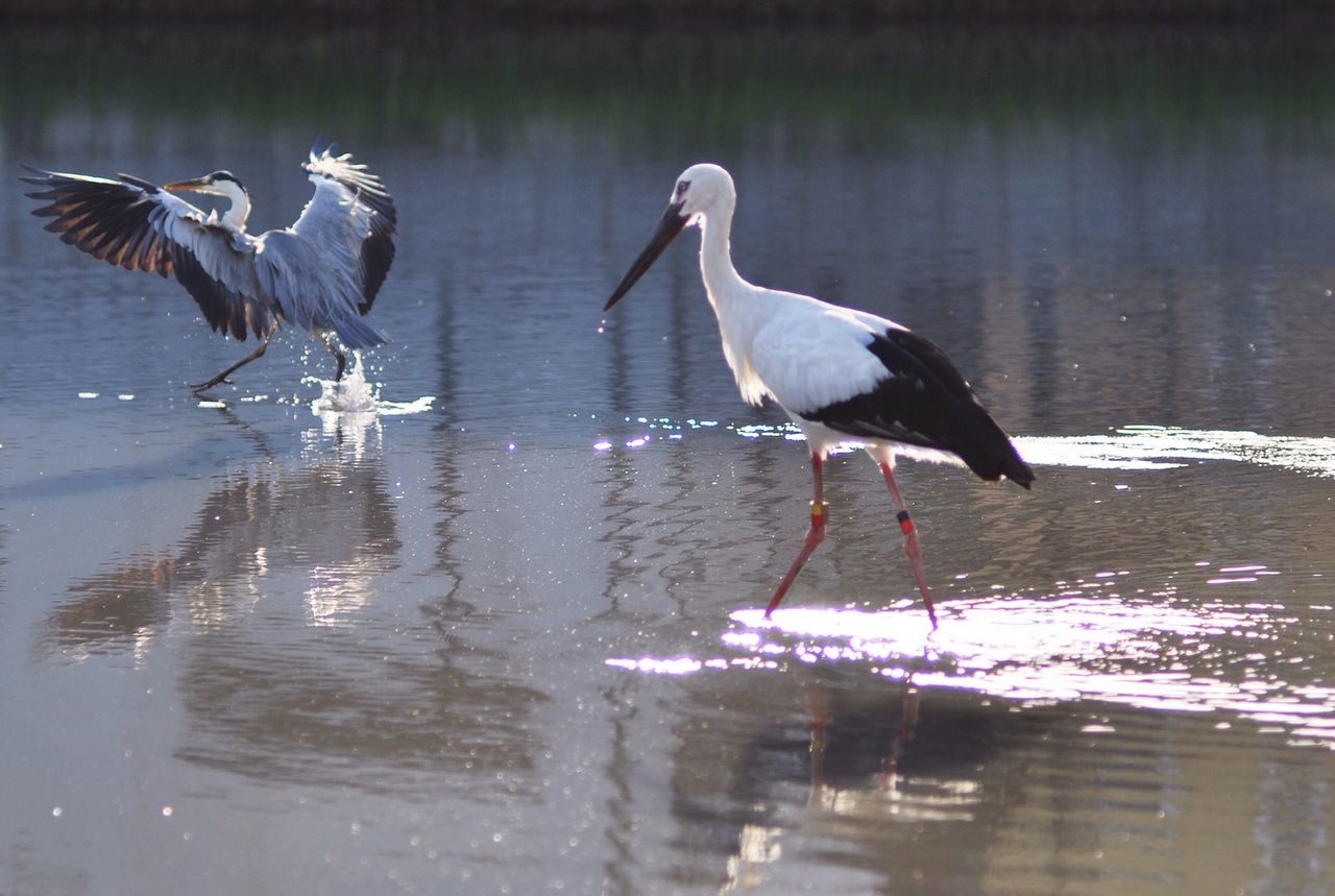 bird, animal themes, animals in the wild, water, wildlife, lake, reflection, nature, spread wings, waterfront, full length, one animal, rippled, outdoors, focus on foreground, zoology, seagull, day, two animals, no people