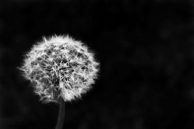 Close-up of dandelion