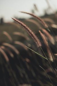 Close-up of stalks in field against sky