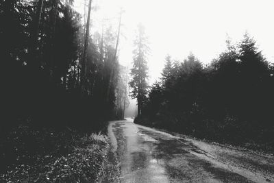 Road passing through forest