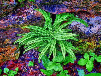 Full frame shot of leaves