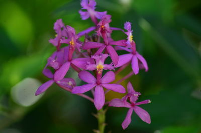 Close-up of pink flowering plant