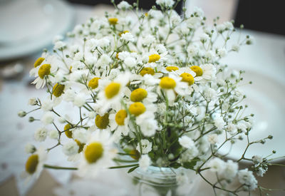 Close-up of white daisy flowers in vase on table