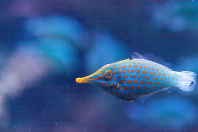 Close-up of fish swimming in tank at aquarium