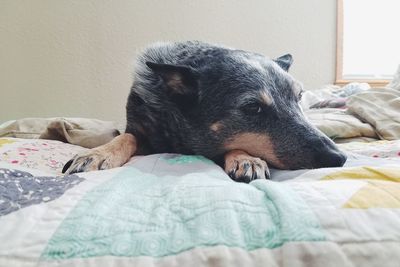 Close-up of dog sleeping on bed at home