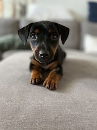 Portrait of dog,puppy, jack russel