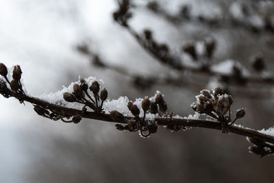 Close-up of frozen plant during winter