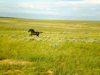 Side view of a horse on field