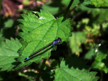 High angle view of damselfly on leaf