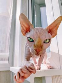 Portrait of cat with hand on window